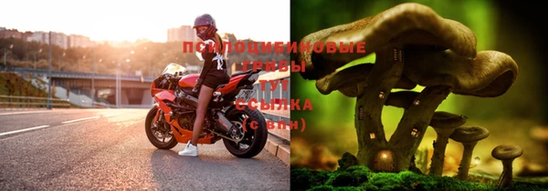 ГАЛЛЮЦИНОГЕННЫЕ ГРИБЫ Горняк